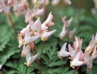 White flowers with a pinkish hue over grey finely cut foliage