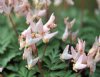 Dicentra cucullaria...