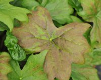 Fabulous copper tinted foliage on Diphylleia cymosa in spring.