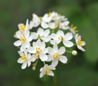 A cluster of white flowers above red-tinted foliage in spring.