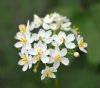 Diphylleia cymosa