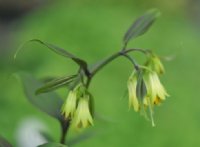 Creamy green tubular flowers