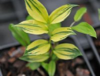 Heavily variegated leaves