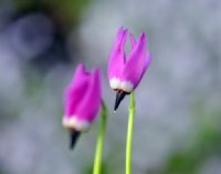 Rich pink shooting star flowers