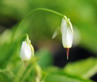 Clean white starry flowers with reflexed petals.