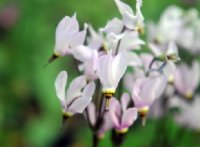 Big soft pink flowers in bunches