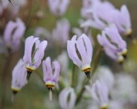 Fabulous palest pink flowers pointing downwards with black centres