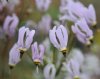 Show product details for Dodecatheon radicatum