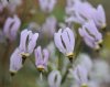 Dodecatheon radicatum