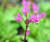 Show product details for Dodecatheon pulchellum Sooke Variety
