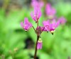 Dodecatheon pulchel...