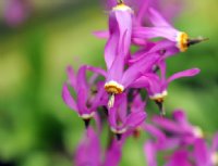 Bright pink flowers on rigid stems