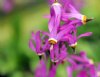 Show product details for Dodecatheon tetrandrum