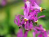 Dodecatheon tetrandrum