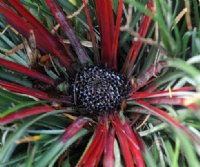 Rich red leaf bracts in rosettes