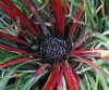 Show product details for Fascicularia bicolor canaliculata