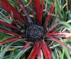 Fascicularia bicolo...