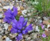 Show product details for Edraianthus caricinus