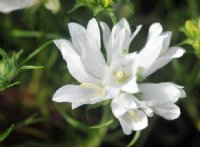 Purest white flowers over grassy foliage