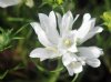 Show product details for Edraianthus graminifolius Albus