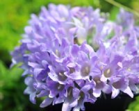 Lavender purple flowers cover this tight mound of foliage.