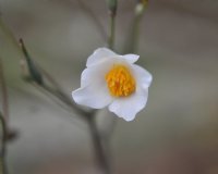 Fabulous clean white flowers throughout summer.