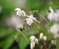 Pure white flowers and bright green foliage in spring.