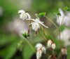 Epimedium Alabaster