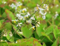 Starry white flowers