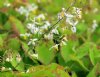 Epimedium brevicorn...