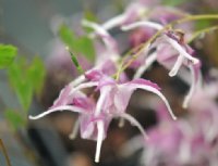 Big pinkish flowers