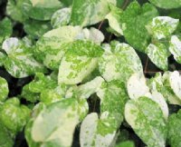 Green and cream splashed foliage