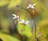 Epimedium dolichost...