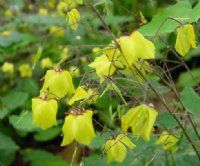 Canary-yellow flowers and rich green foliage.