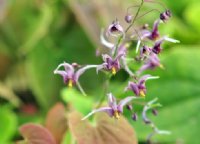 Rich purple star-like flowers and bronzed young foliage.