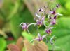 Epimedium fargesii