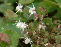 Clean white flowers and brown ringed foliage