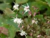 Epimedium grandiflo...