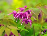 Big red flowers and attractive mid green foliage