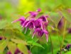 Epimedium grandiflo...