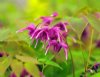 Epimedium grandiflo...