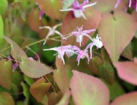 Lovely white flowers having pink backs