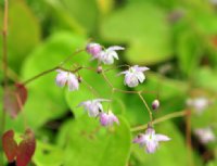 Numerous pale pink flowers