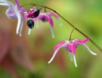 White flowers with strong pink tepals