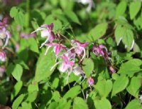 Large pink and white spurred flowers