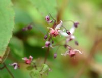 Numerous pink flowers