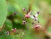 Epimedium Pink Elf