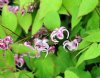 Epimedium Sakura Maru