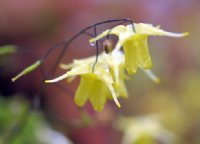 Bright canary yellow flowers