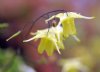 Epimedium shuicheng...